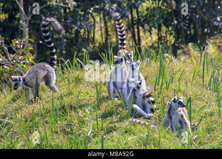 Anello lemure codato (Lemur catta) fotografato in Vakona forest, Madagascar Foto Stock