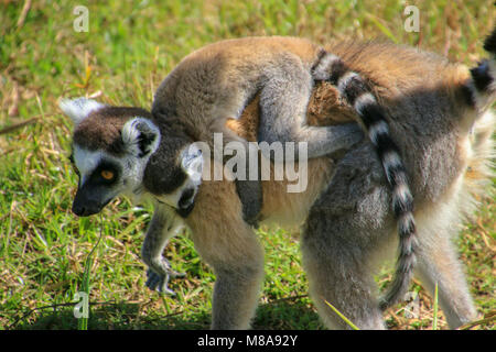Anello lemure codato (Lemur catta) fotografato in Vakona forest, Madagascar Foto Stock