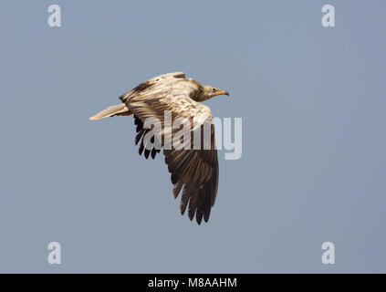 Immagine di Arie Ouwerkerk Foto Stock