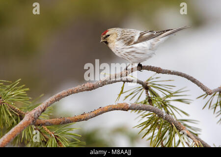 Witstuitbarmsijs op een takje; Arctic Redpoll appollaiato su un ramo Foto Stock