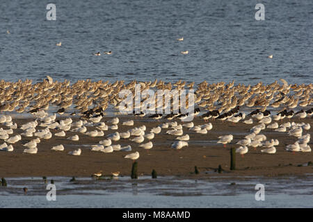 Rosse Grutto op Hvp incontrato Scholeksters, Lepelaars en Kokmeeuwen; Bar-tailed Godwit ad alta marea posatoio con spatole, Oystercatchers e a testa NERA G Foto Stock