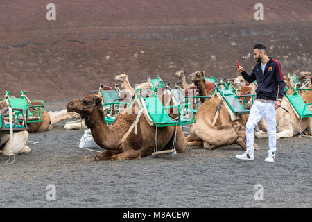Turistica prendendo foto a un cammello, Echadero de los Camellos nel Parque Nacional de Timanfaya, Parco Nazionale di Timanfaya, Lanzarote, Isole Canarie Foto Stock
