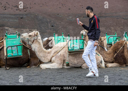 Turistica prendendo foto a un cammello, Echadero de los Camellos nel Parque Nacional de Timanfaya, Parco Nazionale di Timanfaya, Lanzarote, Isole Canarie Foto Stock