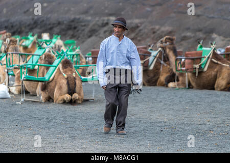 Guida di cammelli in Echadero de los Camellos nel Parque Nacional de Timanfaya, Parco Nazionale di Timanfaya, Lanzarote, Isole canarie, Spagna Foto Stock