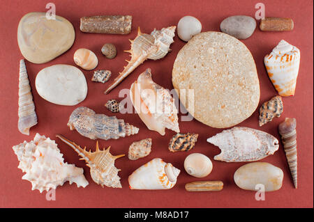 Set di varie conchiglie di mare e pietre di colore rosso-marrone, sfondo laici piatta Foto Stock