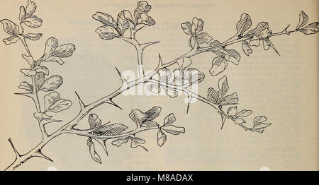 "Vivaio Glen St. Mary" (1899) fornisce un catalogo di piante e prodotti orticoli provenienti dal vivaio, mettendo in evidenza varie varietà vegetali disponibili per la vendita, nonché tecniche di giardinaggio per la cura delle piante. Foto Stock