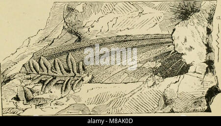 Guida per lo studio di insetti e di un trattato di quelle pratiche pregiudizievoli e benefico alle colture, per l'uso di istituti, fattoria-scuola, e agricoltori (1889) (14589689679) Foto Stock