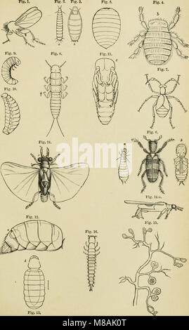 Guida per lo studio di insetti e di un trattato di quelle pratiche pregiudizievoli e benefico alle colture, per l'uso di istituti, fattoria-scuola, e agricoltori (1889) (14776375375) Foto Stock