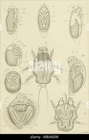 Guida per lo studio di insetti e di un trattato di quelle pratiche pregiudizievoli e benefico alle colture, per l'uso di istituti, fattoria-scuola, e agricoltori (1889) (14776610185) Foto Stock