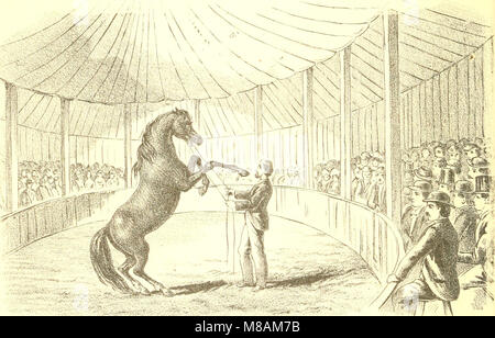 Mano-libro di equitazione e le abitudini e le malattie del cavallo e altri animali (1885) (14783213165) Foto Stock