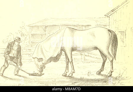 Mano-libro di equitazione e le abitudini e le malattie del cavallo e altri animali (1885) (14803092643) Foto Stock