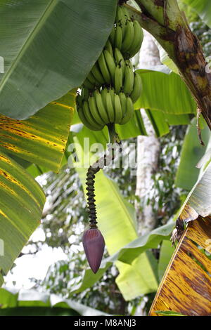 Albero di banane nel Parco Nazionale di Manuel Antonio, Costa Rica Foto Stock