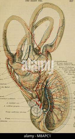 Handbuch der anatomie des Menschen (1896) (14780528581) Foto Stock