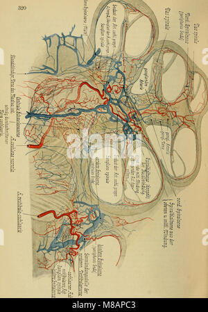 Handbuch der anatomie des Menschen (1896) (14803529573) Foto Stock