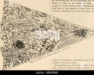 Hardwicke di scienza-gossip - un mezzo illustrato di interscambio e di scandalo per gli studenti e per gli amanti della natura (1884) (14760199966) Foto Stock