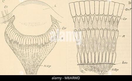 Hardwicke di scienza-gossip - un mezzo illustrato di interscambio e di scandalo per gli studenti e per gli amanti della natura (1884) (14783273555) Foto Stock