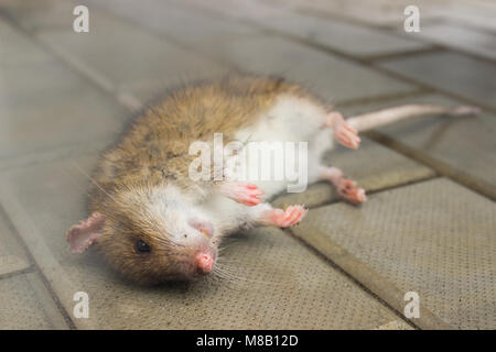 Ratto, avvelenato il fumo velenoso sdraiato sul pavimento Foto Stock