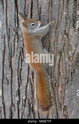 American scoiattolo rosso (Tamiasciurus hudsonicus), inverno, E STATI UNITI D'AMERICA, da saltare Moody/Dembinsky Foto Assoc Foto Stock