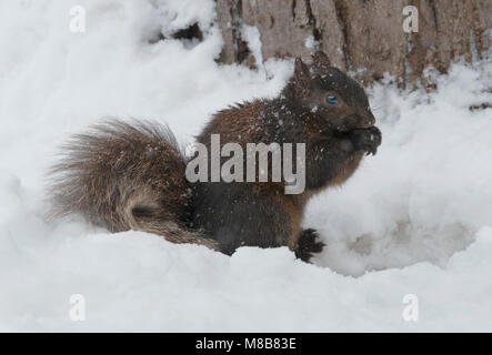 Scoiattolo grigio (Sciurus carolinensis), scuro forma, aka scoiattolo nero, inverno, Michigan STATI UNITI D'AMERICA da saltare Moody/Dembinsky Foto Assoc Foto Stock