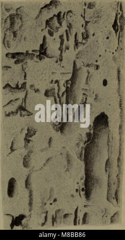 "Danmarks fauna", pubblicato nel 1907, è una guida illustrata alla fauna della Danimarca, che descrive in dettaglio le specie di animali presenti nel paese, tra cui mammiferi, uccelli e insetti. Foto Stock