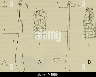 Danmarks fauna, pubblicato nel 1907, è un manuale illustrato che copre la fauna della Danimarca, che fornisce dettagli completi sulle specie native della regione. Foto Stock