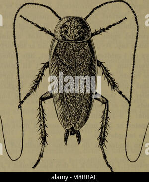 Danmarks fauna, pubblicato nel 1907, è un manuale illustrato che descrive la fauna della Danimarca. Copre varie specie presenti nel paese, tra cui mammiferi, uccelli e invertebrati, fornendo informazioni sulla fauna selvatica danese. Foto Stock