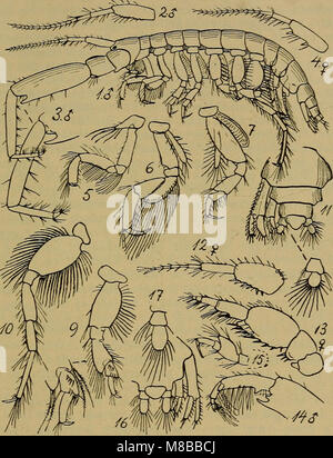 "Danmarks fauna", pubblicato nel 1907, è un manuale illustrato della fauna danese, che descrive in dettaglio le specie animali presenti in tutta la Danimarca, tra cui mammiferi, uccelli e invertebrati. Foto Stock