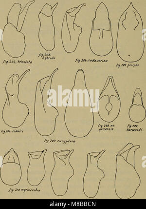 Danmarks fauna, pubblicato nel 1907, è un manuale illustrato che copre la fauna della Danimarca. Fornisce descrizioni dettagliate di varie specie trovate in Danimarca, concentrandosi sulla loro storia naturale, classificazione e habitat. Foto Stock