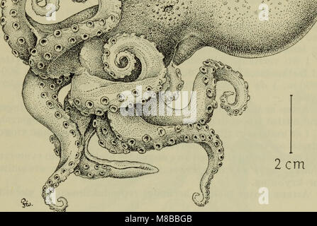 Danmarks fauna, pubblicato nel 1907, è un manuale dettagliato del regno animale danese. Include descrizioni e illustrazioni di varie specie animali trovate in Danimarca, fornendo informazioni sulla fauna selvatica del paese. Foto Stock