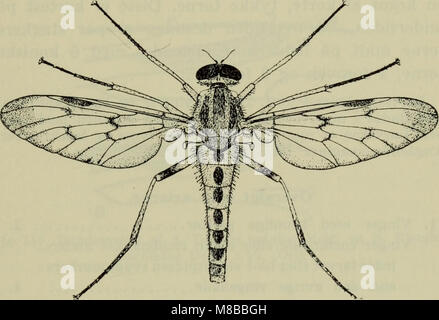 "Danmarks fauna", pubblicato nel 1907, è una guida completa alla fauna selvatica della Danimarca, che copre specie di mammiferi, uccelli, rettili e insetti, con illustrazioni della vita animale della Danimarca. Foto Stock