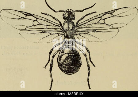 Danmarks fauna, pubblicato nel 1907, è un manuale illustrato del mondo animale danese. Offre descrizioni delle specie autoctone, dei loro habitat e del loro ruolo all'interno dell'ecosistema. Foto Stock