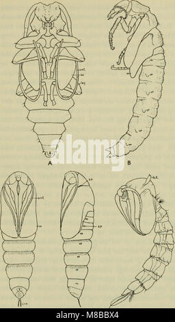 Danmarks fauna, pubblicato nel 1907, è un manuale illustrato che copre la fauna della Danimarca. Fornisce descrizioni e illustrazioni dettagliate di varie specie animali presenti nel paese, contribuendo allo studio della fauna selvatica danese e della sua diversità ecologica. Foto Stock