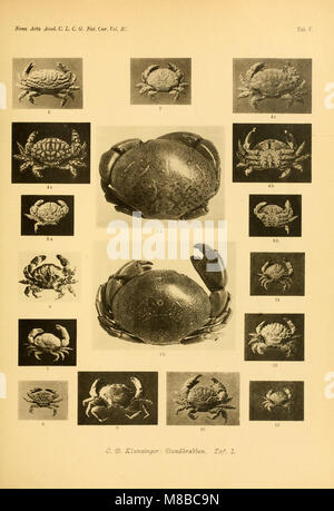 Die Rundkrabben (Cyclometopa) des Roten Meeres (1913) (20755410678) Foto Stock