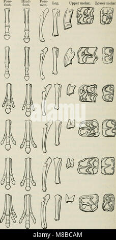 Il darwinismo - una esposizione della teoria della selezione naturale, con alcune delle sue applicazioni (1891) (20838014195) Foto Stock