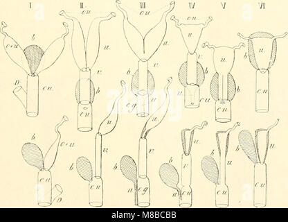 Die säugetiere. Einführung in die anatomie und systematik der recenten und fossilen Mammalia (1904) (20326628953) Foto Stock