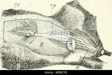Die Säugetiere. Einführung in die Anatomie und Systematik der recenten und fossilen Mammalia (1904) (20921489156) Foto Stock