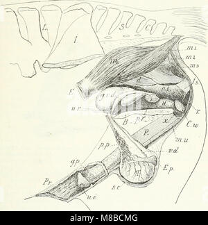Die Säugetiere. Einführung in die Anatomie und Systematik der recenten und fossilen Mammalia (1904) (20955132711) Foto Stock