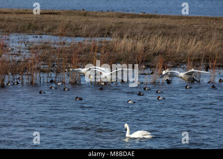 Whooper tre cigni in volo a Welney WWT in Norfolk Foto Stock