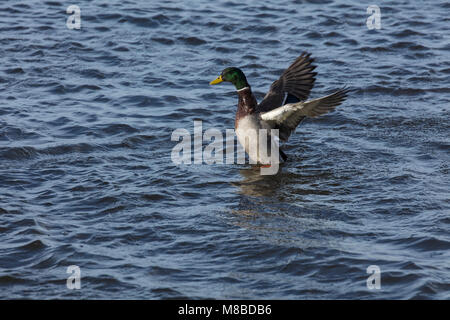 Mallard duck potatura stesso montante in acqua Foto Stock