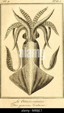 Denys Montforts allgemeine und besondere Naturgeschichte der Weichwürmer - Mollusques, als Fortsetzung der Naturgeschichte Bussonschen (1803) (20833476396) Foto Stock