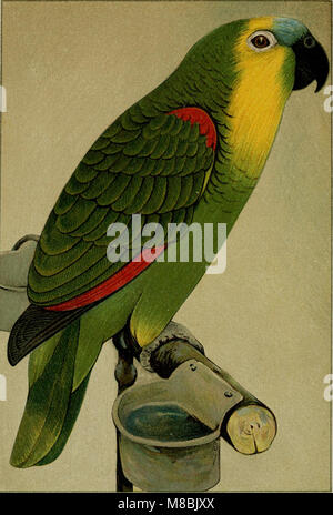 Der Graupapagei. Seine Naturgeschichte' (1896) fornisce uno studio dettagliato del pappagallo grigio, incluso il suo comportamento, habitat e ruolo nell'ambiente. Si concentra sulla sua storia naturale e sul suo significato ecologico. Foto Stock