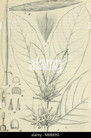 Der Tropenpflanzer; zeitschrift fr tropische landwirtschaft (20871831361) Foto Stock