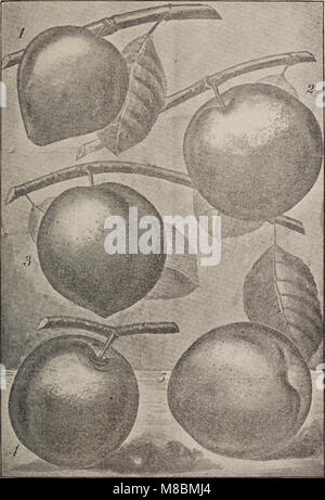 Catalogo descrittivo di frutta e di alberi ornamentali, vigne, sempreverdi, di arbusti, rose, etc (1899) (19933010803) Foto Stock