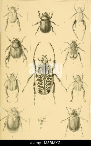 Catalogo descrittivo dei coleotteri del Sud Africa (Lucanidae e Scarabaeidae) (1902) (20687090779) Foto Stock