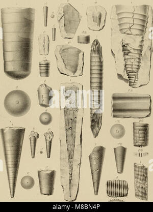 Die Versteinerungen des rheinischen Schichtensystems in Nassau. Mit einer kurzgefassten Geognosie dieses Gebietes und mit Berücksichtigung steter analoger Schichten anderer Lander (1850) (14761193886) Foto Stock