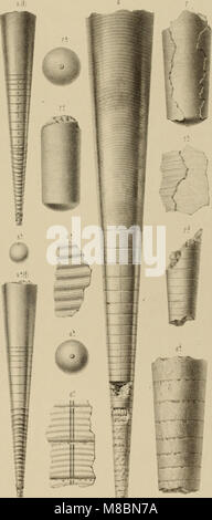 Die Versteinerungen des rheinischen Schichtensystems in Nassau. Mit einer kurzgefassten Geognosie dieses Gebietes und mit Berücksichtigung steter analoger Schichten anderer Lander (1850) (14781829484) Foto Stock