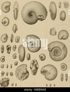 Die Versteinerungen des rheinischen Schichtensystems in Nassau. Mit einer kurzgefassten Geognosie dieses Gebietes und mit Berücksichtigung steter analoger Schichten anderer Lander (1850) (14784156005) Foto Stock