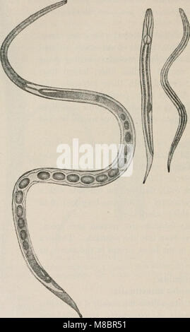 I metodi diagnostici, chimici e batteriologici microscopiche, un libro di testo per studenti e professionisti (1914) (14779094251) Foto Stock