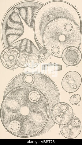 Diatomaceae del Nord America, illustrata con venti-tre cento figure da l'autore di disegni su cento e dodici piastre (1890) (20895923525) Foto Stock