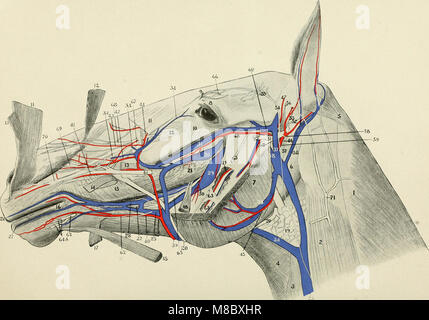 Indicazioni per la dissezione e lo studio dei nervi cranici e i vasi sanguigni del cavallo (1913) (14593872677) Foto Stock